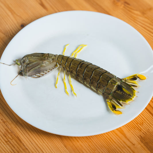 Mantis Shrimp (Live)