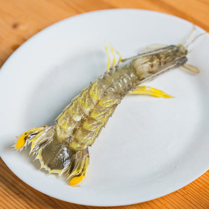 Mantis Shrimp (Live)